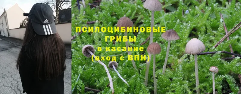 дарк нет Telegram  мега ссылка  Псилоцибиновые грибы Psilocybe  Бородино  где можно купить  